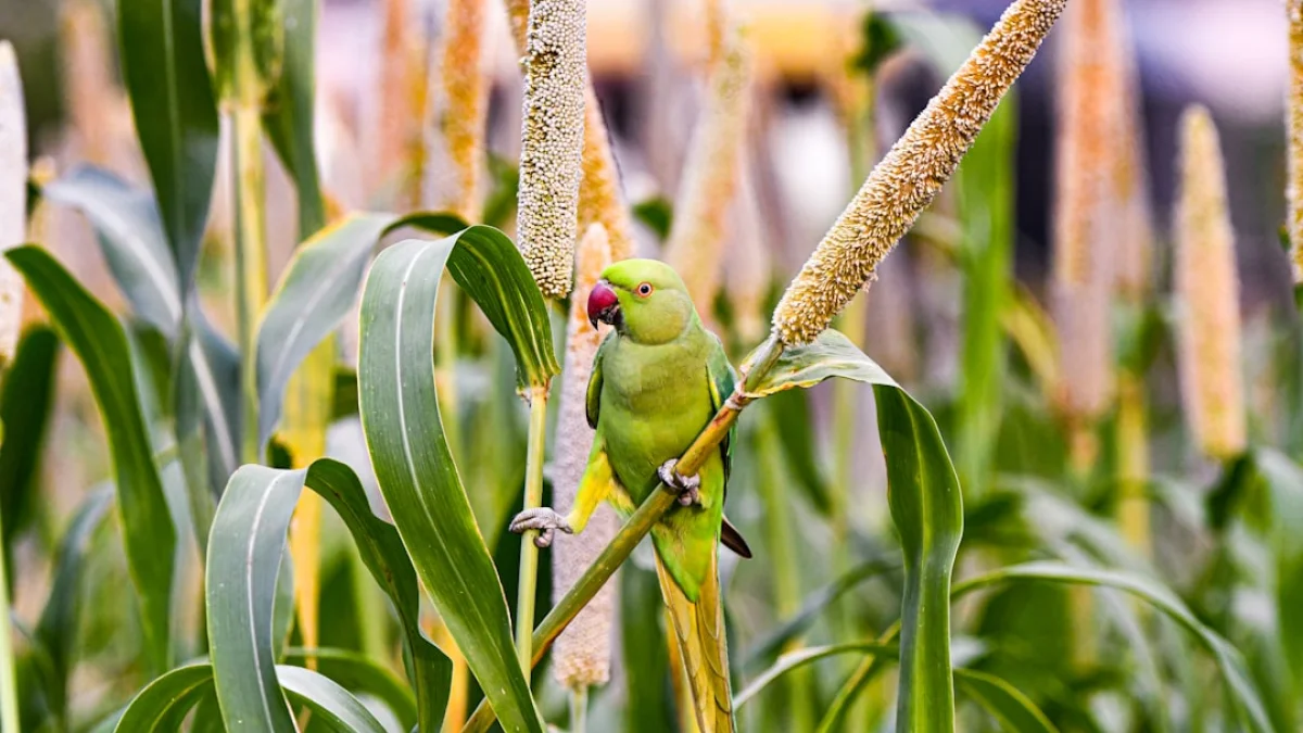 65℃安定化が示す耐熱作物の未来図