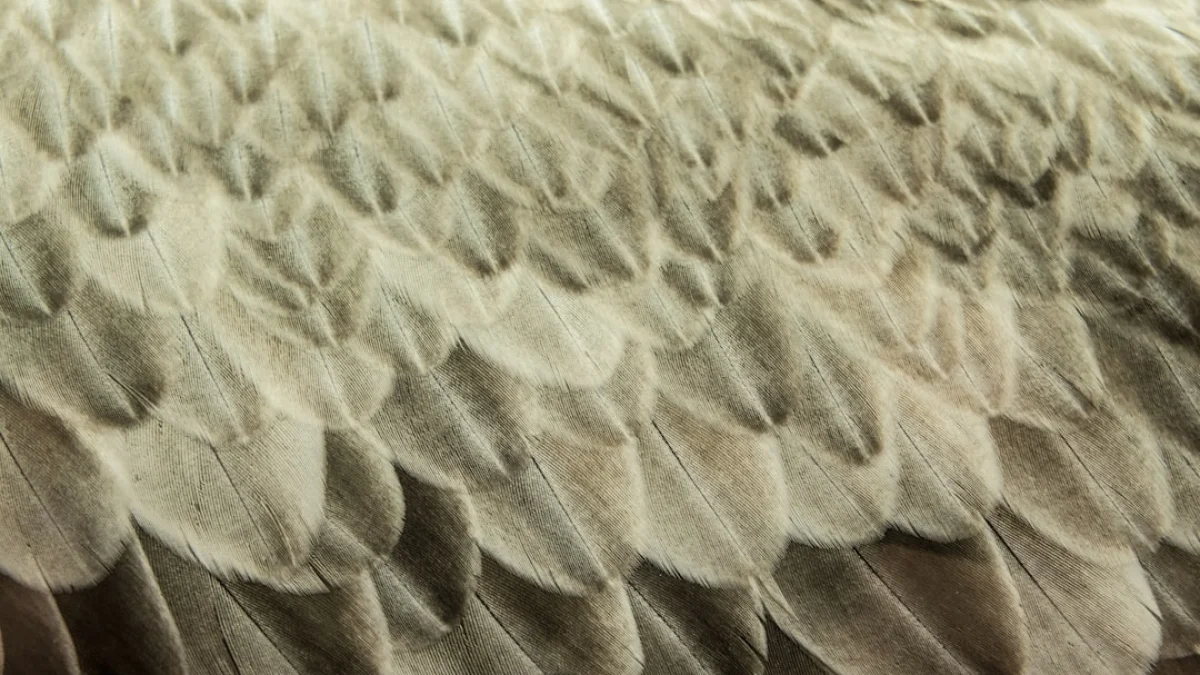 AIと化学で鶏毛がカシミア級に変身へ