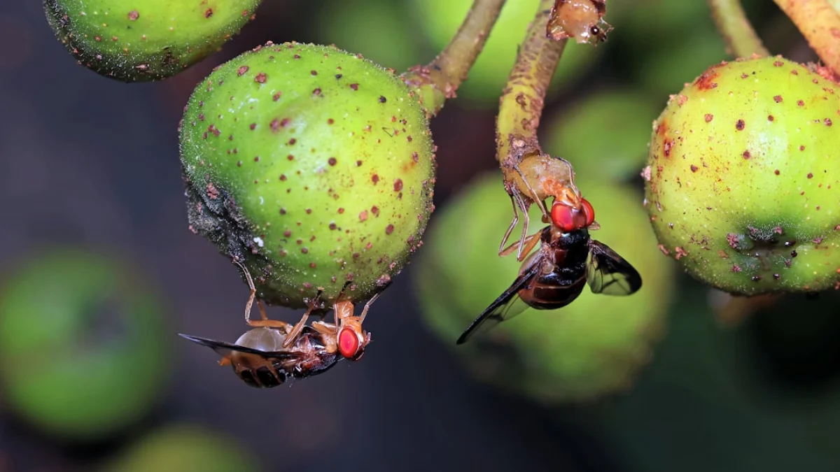 ショウジョウバエの恋歌をAIが止めた実験