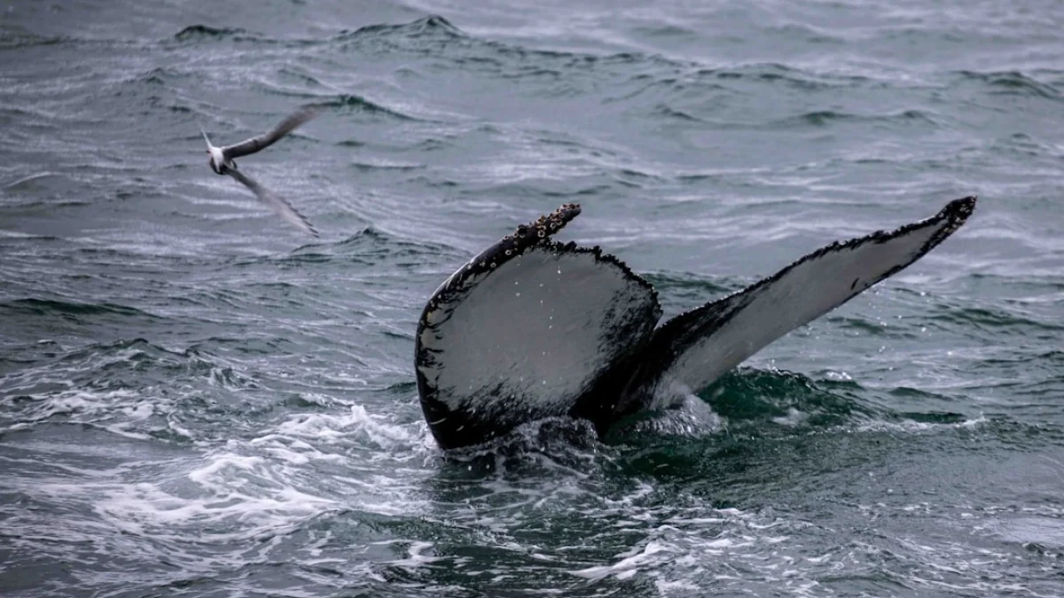 鳥データで鯨を認識するDeepMindモデル