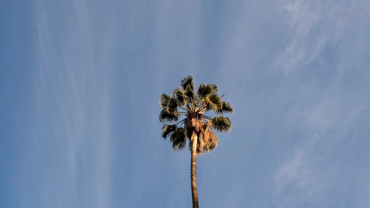 Grok疑惑で波紋、CAが捜査開始へ