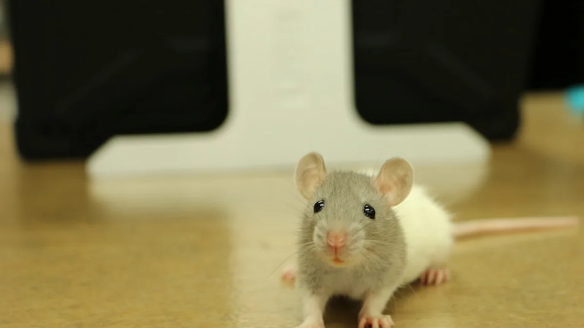 マウス脳の信号で映像を再現した短編記録