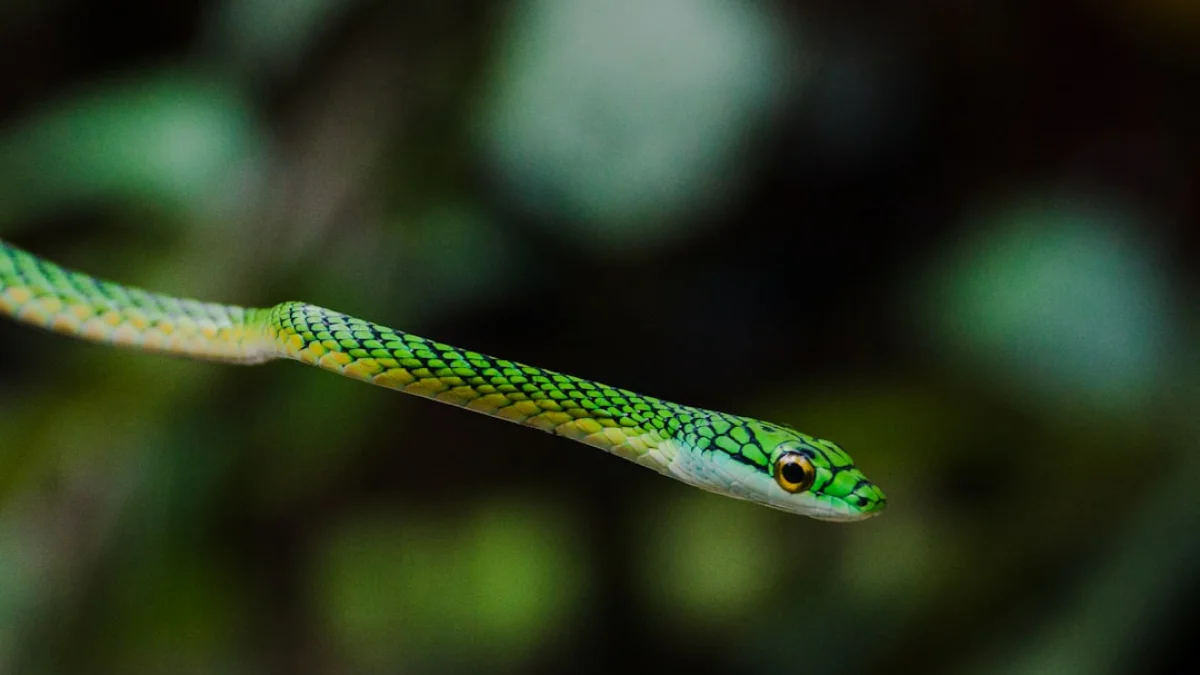 LoRAはFullFTに追いつくか？2025年の実証と実務判断